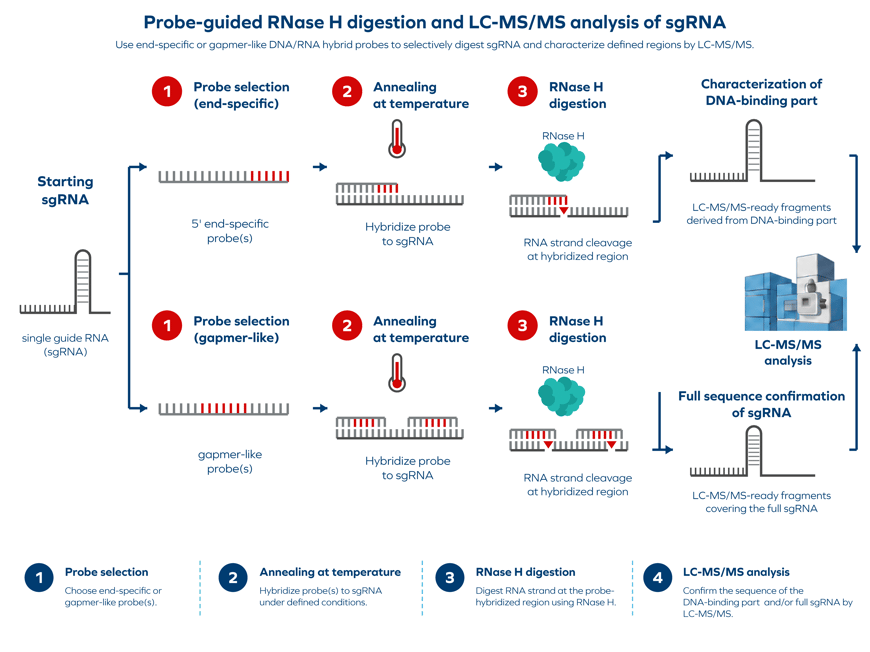 BioSpring sgRNA RNase H workflow-2