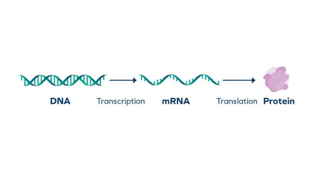 Understanding DNA, RNA, and Oligonucleotides