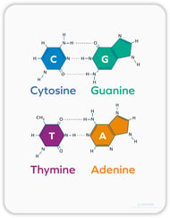 GATC_bases