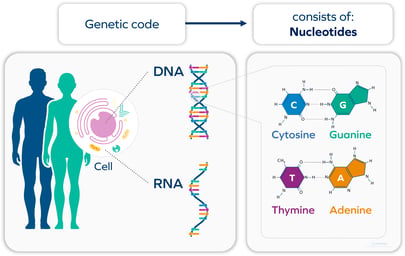 Nucleotide