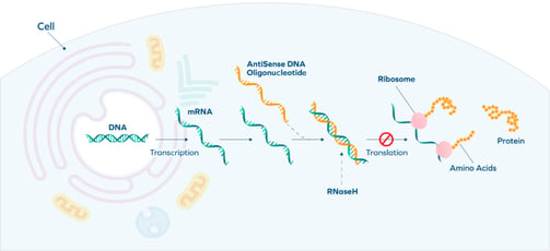 cell_ASO