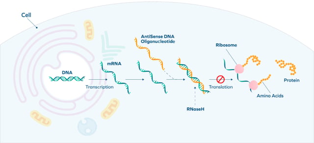 How Do Antisense Oligonucleotides (ASOs) Work