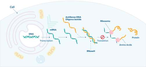 cell_transcription_ASO 1