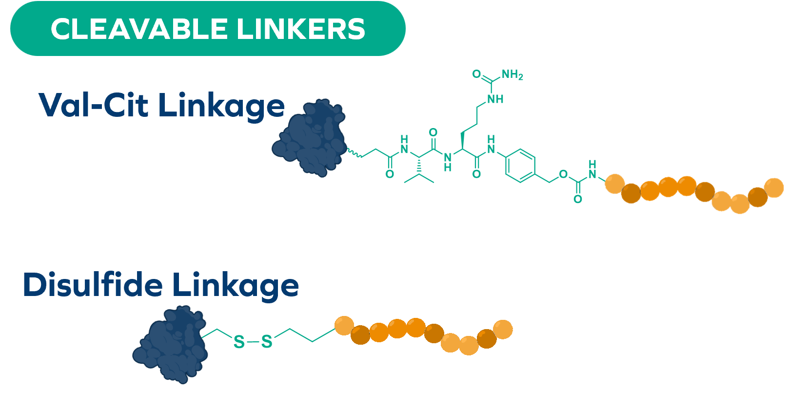 cleavable linkers-1 cleavable linkers-1