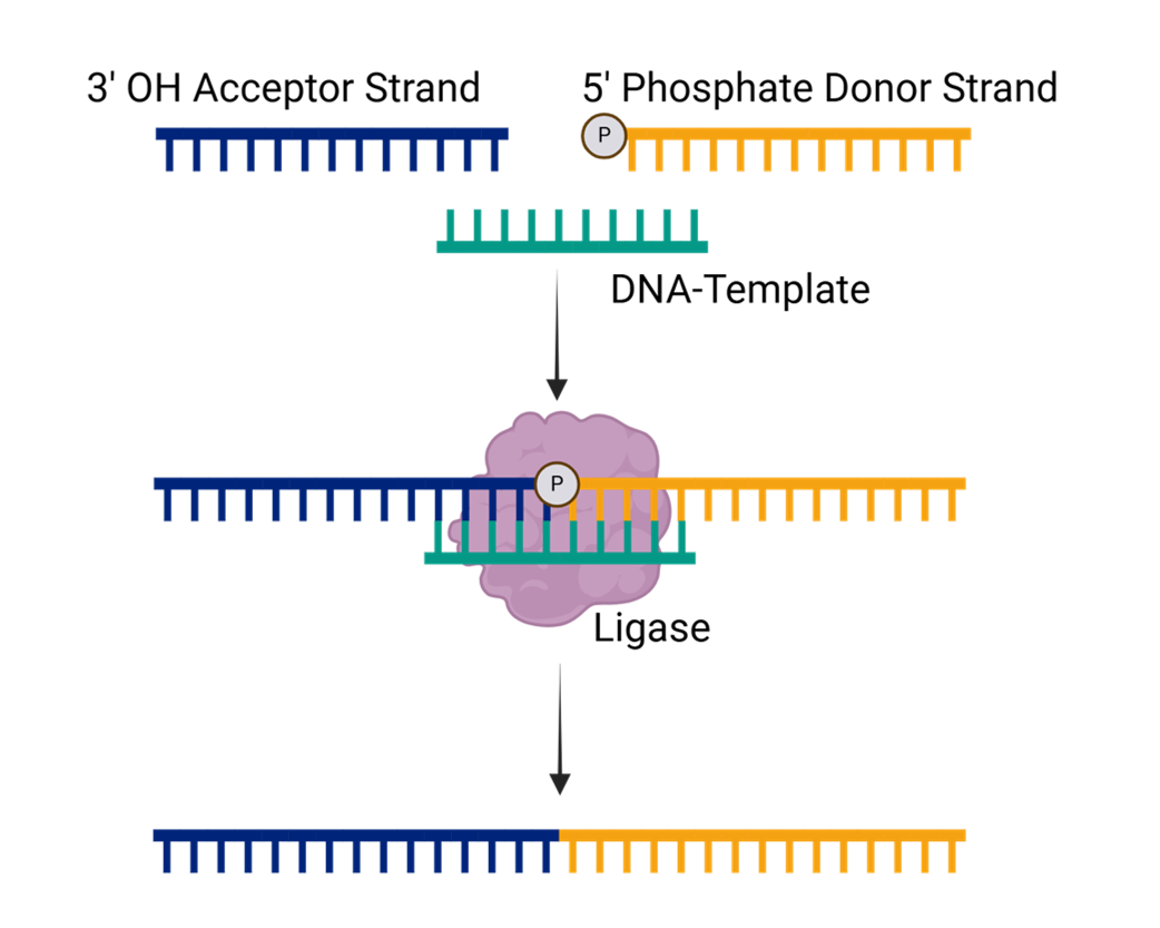 frag-lig-basic-principle frag-lig-basic-principle