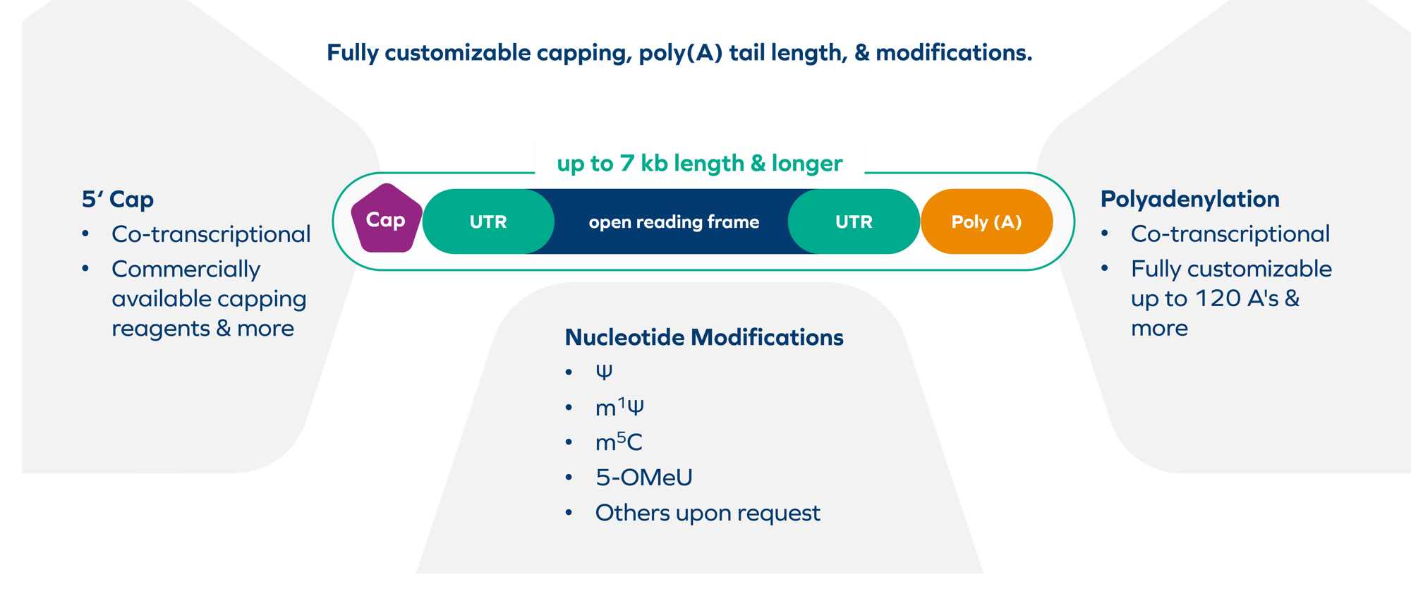 mRNA Manufacturing Capabilities mRNA Manufacturing Capabilities