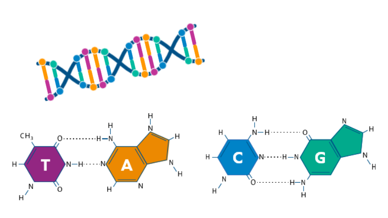 The Elements of Life: What are Nucleotides?