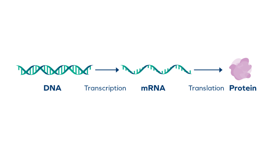 Understanding DNA, RNA, and Oligonucleotides