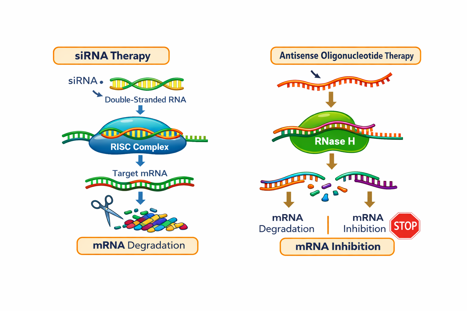 A Molecular Balancing Act: How Cells Control Gene Expression