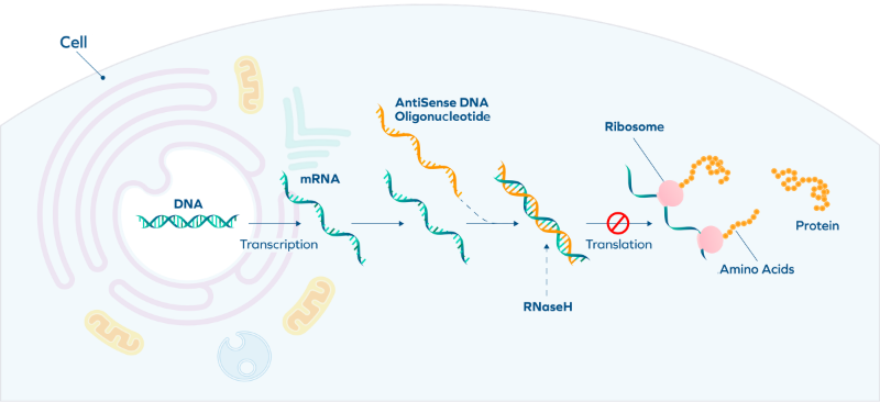 How Do Antisense Oligonucleotides (ASOs) Work